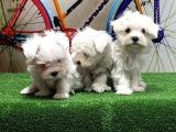 Maltese Terri̇er Yavrular