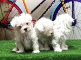Maltese Terri̇er Yavrular