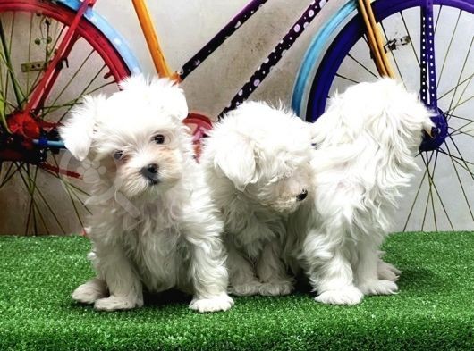 Maltese Terri̇er Yavrular görsel