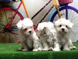 Maltese Terri̇er Yavrular