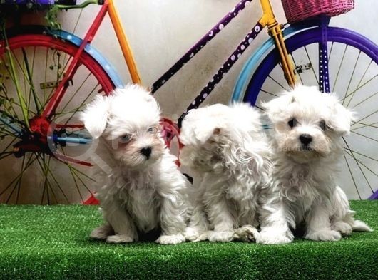 Maltese Terri̇er Yavrular görsel