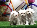 Maltese Terri̇er Yavrular