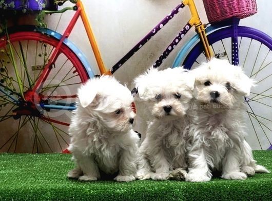 Maltese Terri̇er Yavrular görsel