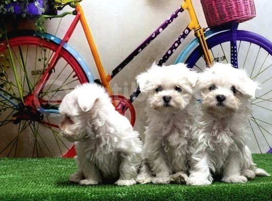 Maltese Terri̇er Yavrular görsel