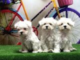 Maltese Terri̇er Yavrular
