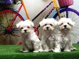 Maltese Terri̇er Yavrular