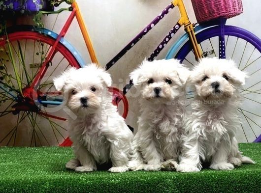 Maltese Terri̇er Yavrular görsel
