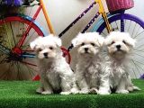 Maltese Terri̇er Yavrular