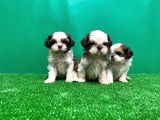 Shi̇h Tzu Yavrusu