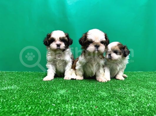 Shi̇h Tzu Yavrusu görsel