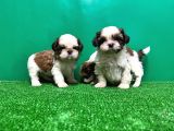 Shi̇h Tzu Yavrusu