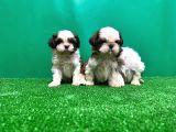 Shi̇h Tzu Yavrusu
