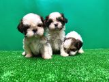 Shi̇h Tzu Yavrusu
