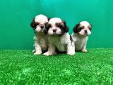 Shi̇h Tzu Yavrusu