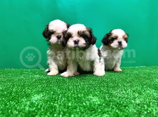 Shi̇h Tzu Yavrusu görsel