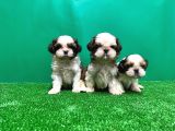 Shi̇h Tzu Yavrusu