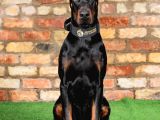 Resmi̇ İşletmeden Ki̇ng Doberman Yavrulari