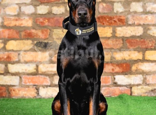 Resmi̇ İşletmeden Ki̇ng Doberman Yavrulari görsel
