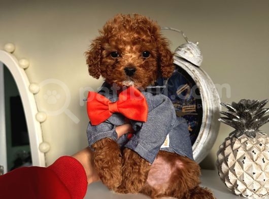Safkan Poodle Bebekleeer Aşılı Pasaportlu görsel