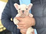 EGZOTİK BLUE PIED FRENCH BULLDOG