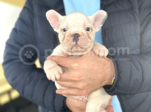 Egzoti̇k Blue Pied French Bulldog