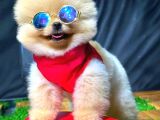 ÜST KALİTE ERKEK POMERANİAN BOO