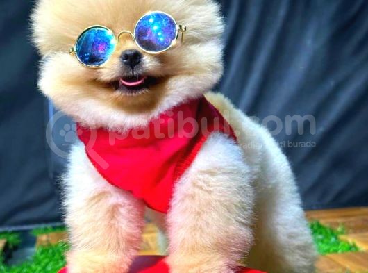 Üst Kali̇te Erkek Pomerani̇an Boo