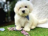 Tatli Tadinda Maltese Teri̇er Yavrulari