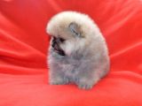 Vonalp Pet Garanti̇li̇ Pomerani̇an Boo Yavrularimiz