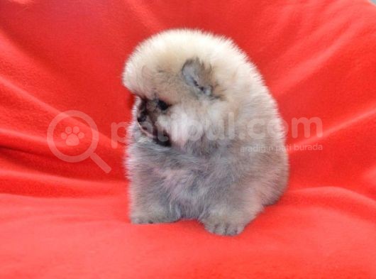 VONALP PET GARANTİLİ POMERANİAN BOO YAVRULARIMIZ