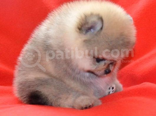 Vonalp Pet Garanti̇li̇ Pomerani̇an Boo Yavrularimiz görsel