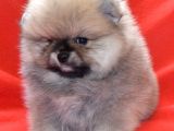 Vonalp Pet Garanti̇li̇ Pomerani̇an Boo Yavrularimiz