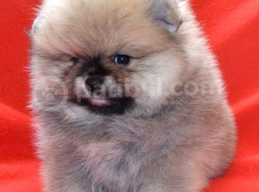 Vonalp Pet Garanti̇li̇ Pomerani̇an Boo Yavrularimiz görsel