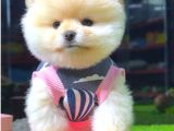 AYI SURAT POMERANİAN BOO DİŞİ