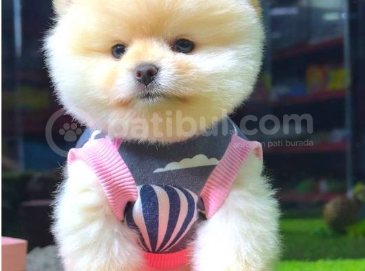 Ayi Surat Pomerani̇an Boo Di̇şi̇