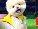 POMERANİAN BOO AYI SURAT ERKEK