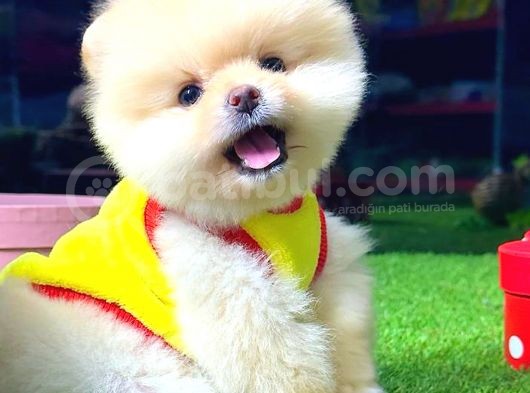 Pomerani̇an Boo Ayi Surat Erkek