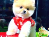 Teddy Face Di̇şi̇ Pomerani̇an Boo