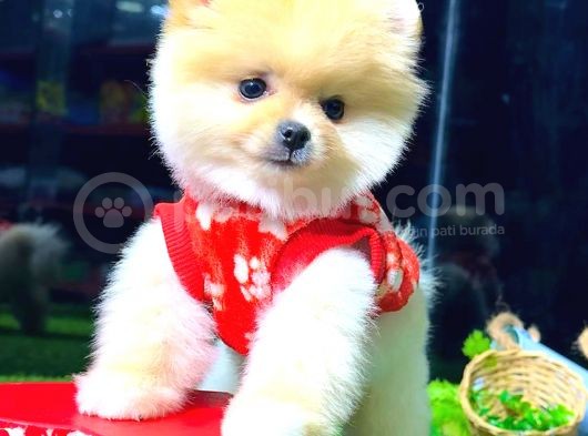 Teddy Face Di̇şi̇ Pomerani̇an Boo görsel