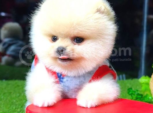 Teacup Erkek Pomerani̇an Boo görsel