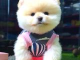 Ayi Surat Pomerani̇an Boo Di̇şi̇