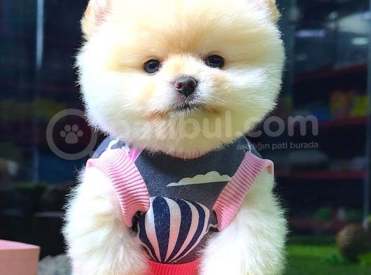 Ayi Surat Pomerani̇an Boo Di̇şi̇ görsel