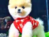 TEDDY FACE DİŞİ POMERANİAN BOO