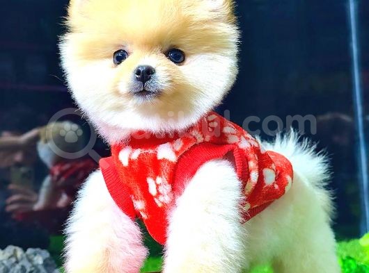 Teddy Face Di̇şi̇ Pomerani̇an Boo