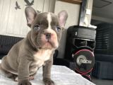 Blue Egzoti̇k Çok Özel Renk French Bulldog