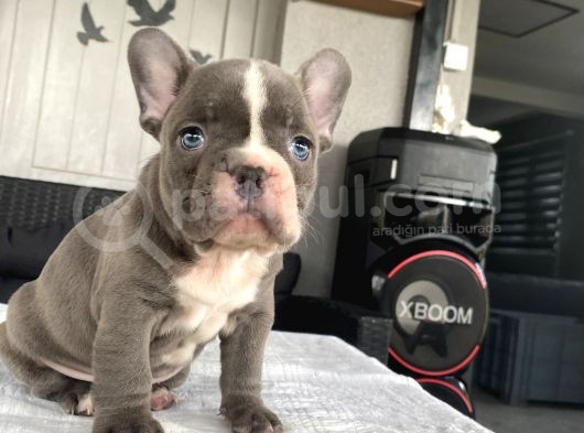 Blue Egzoti̇k Çok Özel Renk French Bulldog görsel