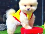 Pomerani̇an Boo Ayi Surat Erkek