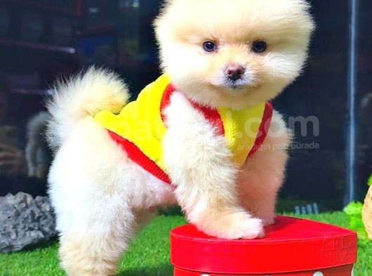 Pomerani̇an Boo Ayi Surat Erkek görsel