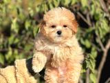 Kore Poodle Babadan Maltipoo Bebekler