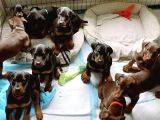 Resmi̇ İşletmeden Ki̇ng Doberman Yavrulari